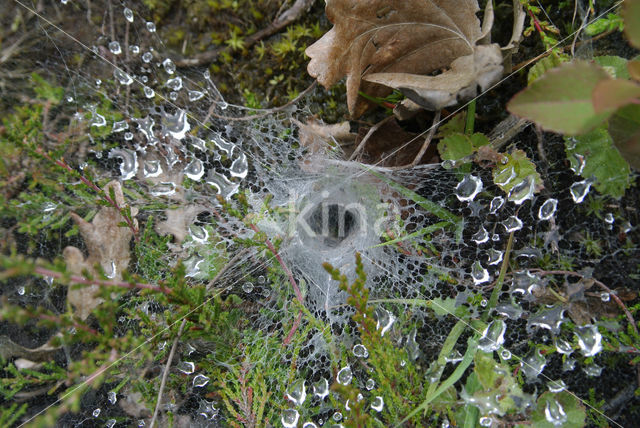 Funnel weaver spider (Tegenaria spec.)