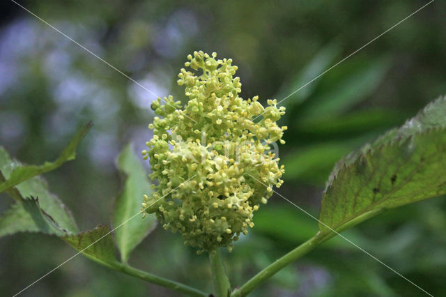 scarlet elderberry (Sambucus racemosa)