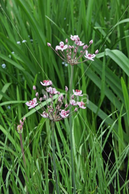 Zwanenbloem (Butomus umbellatus)