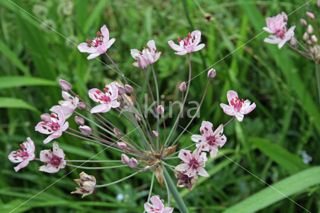 Zwanenbloem (Butomus umbellatus)