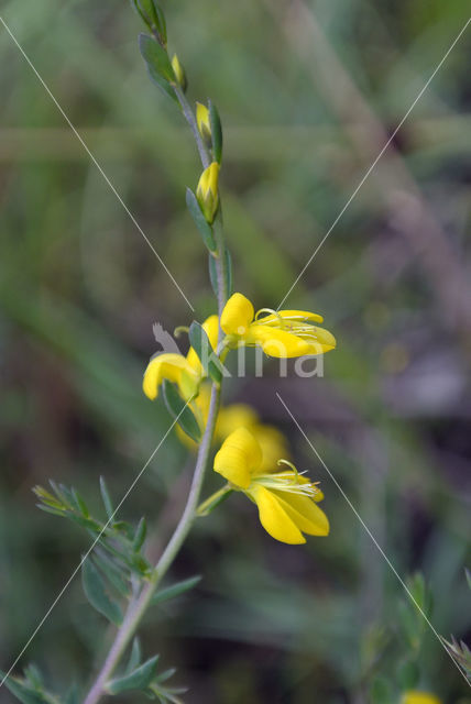 Petty Whin (Genista anglica)