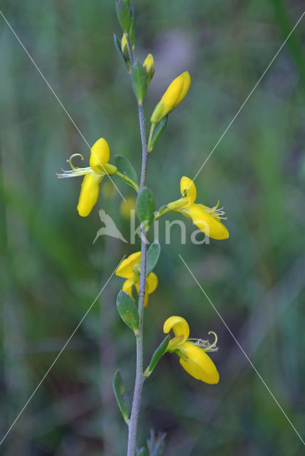 Petty Whin (Genista anglica)