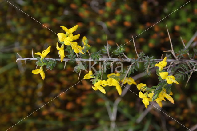 Stekelbrem (Genista anglica)