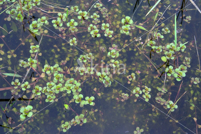 Waterpostelein (Lythrum portula)