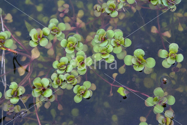 Waterpurslane (Lythrum portula)