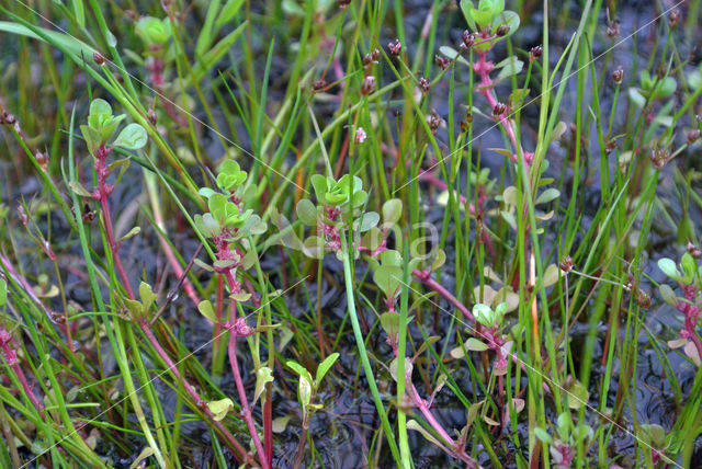 Waterpurslane (Lythrum portula)