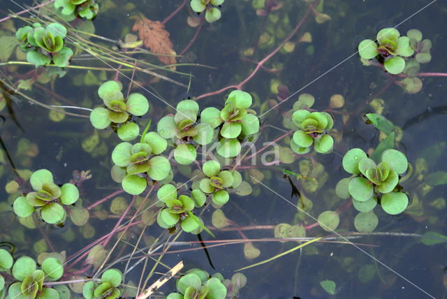 Waterpostelein (Lythrum portula)