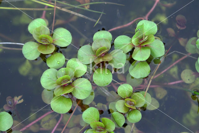 Waterpostelein (Lythrum portula)