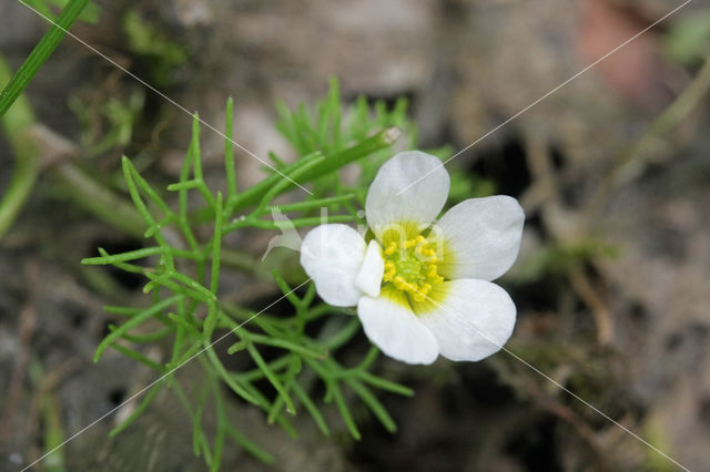 Common Waterstarwort (Ranunculus aquatilis)