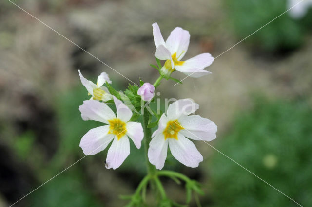 Waterviolet (Hottonia palustris)