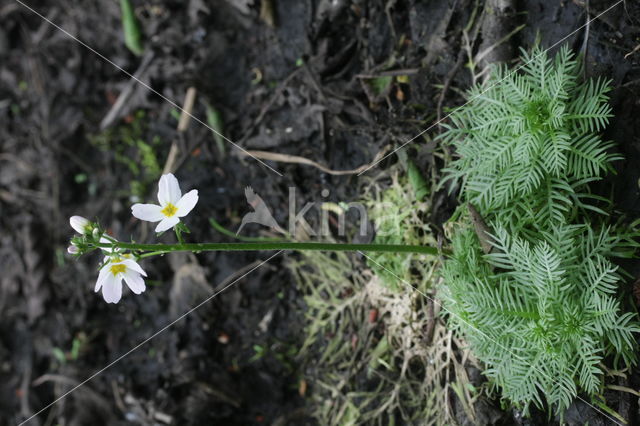 Waterviolet (Hottonia palustris)