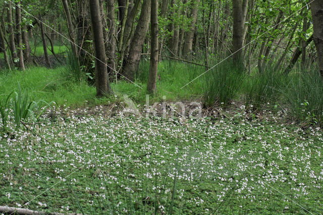 Waterviolet (Hottonia palustris)