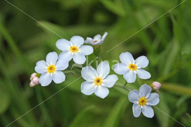 Moerasvergeet-mij-nietje (Myosotis scorpioides)