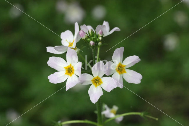 Waterviolet (Hottonia palustris)