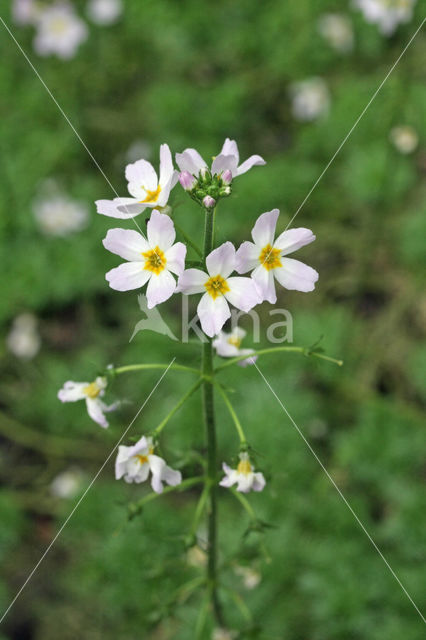 Waterviolet (Hottonia palustris)