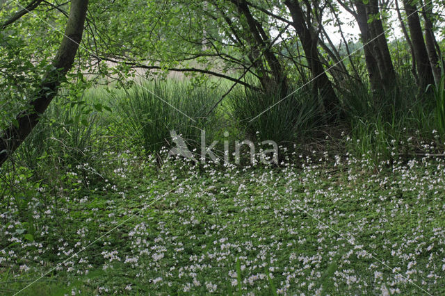 Waterviolet (Hottonia palustris)