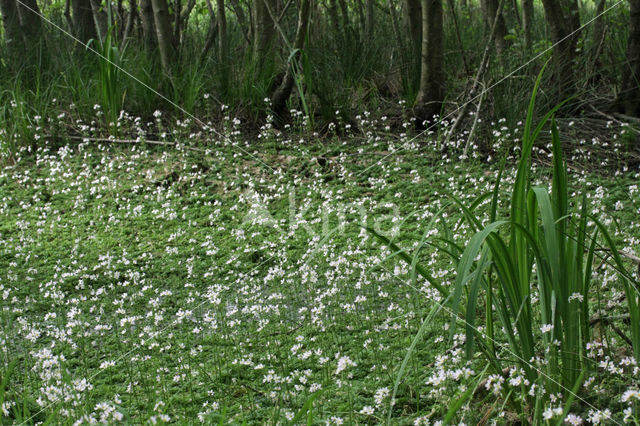 Waterviolet (Hottonia palustris)