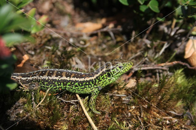 Zandhagedis (Lacerta agilis)