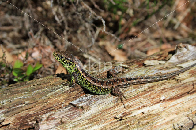 Zandhagedis (Lacerta agilis)