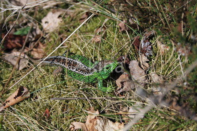 Zandhagedis (Lacerta agilis)