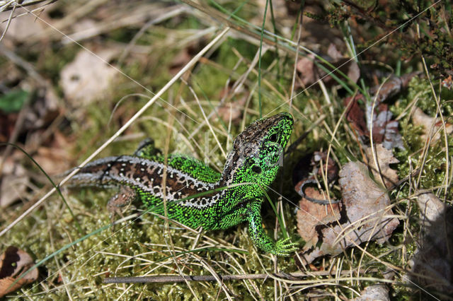 Zandhagedis (Lacerta agilis)