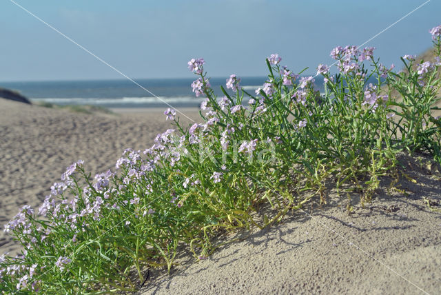 Zeeraket (Cakile maritima)