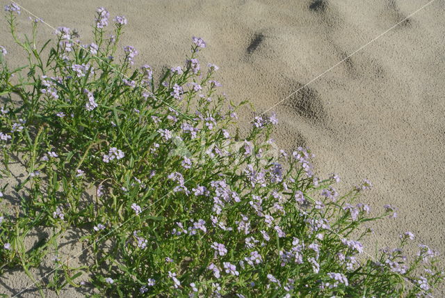 Zeeraket (Cakile maritima)