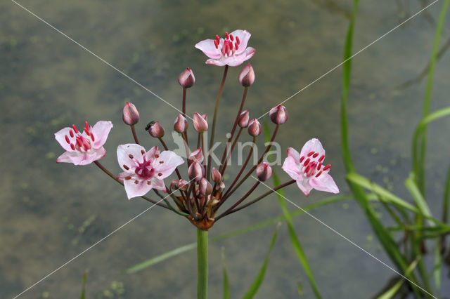 Zwanenbloem (Butomus umbellatus)