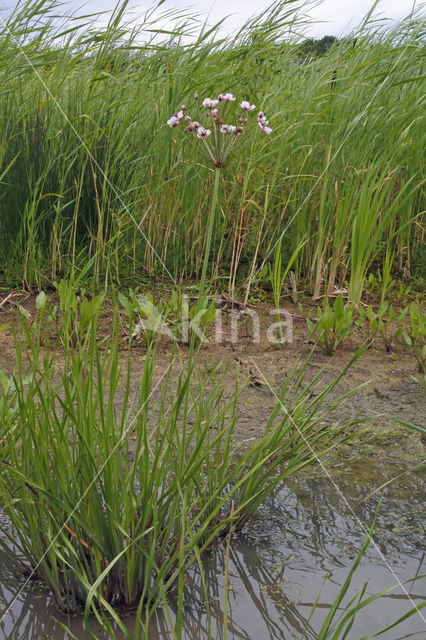 Flowering-rush (Butomus umbellatus)