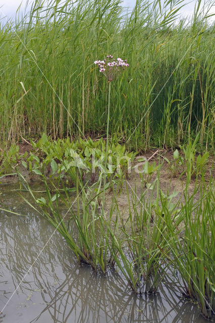 Zwanenbloem (Butomus umbellatus)