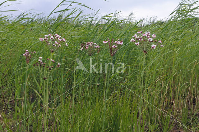 Zwanenbloem (Butomus umbellatus)