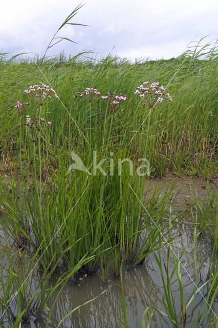 Zwanenbloem (Butomus umbellatus)