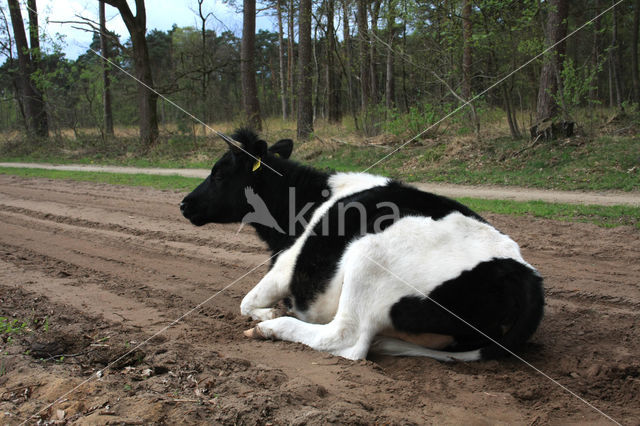 Cow (Bos domesticus)