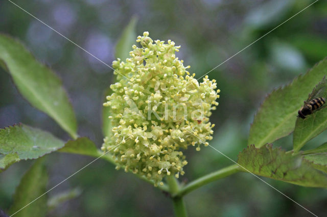 scarlet elderberry (Sambucus racemosa)