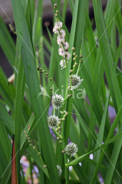 Grote egelskop (Sparganium erectum)