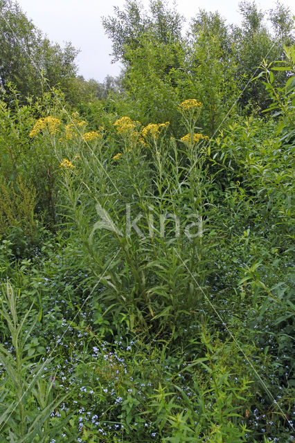 Broad-leaved Ragwort (Senecio fluviatilis)