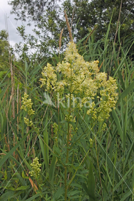 Poelruiter (Tringa stagnatilis)