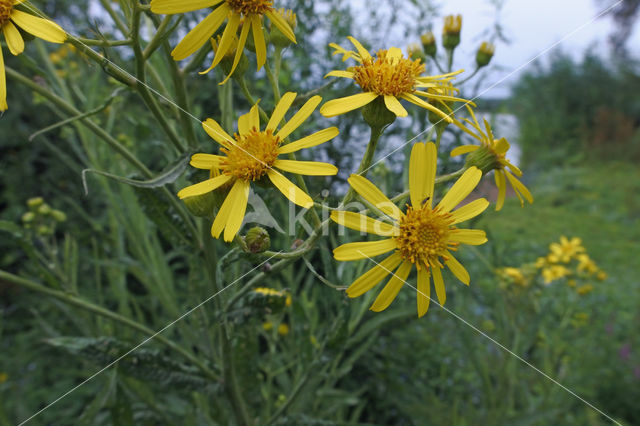 Broad-leaved Ragwort (Senecio fluviatilis)