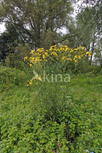 Broad-leaved Ragwort (Senecio fluviatilis)