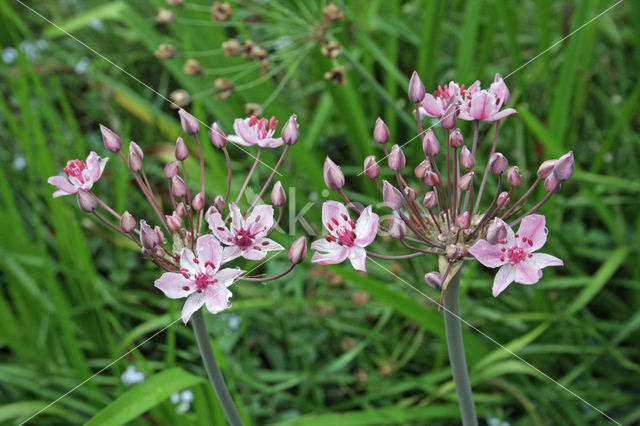 Zwanenbloem (Butomus umbellatus)