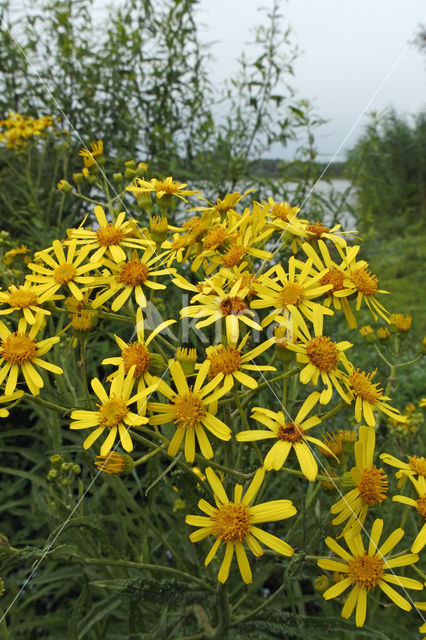 Broad-leaved Ragwort (Senecio fluviatilis)