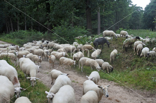 Noorderheide