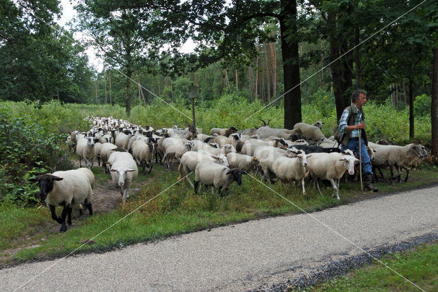 Noorderheide