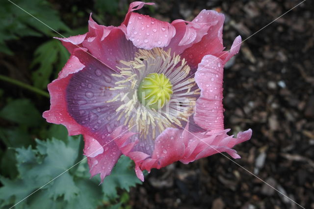 Poppy (Papaver spec)