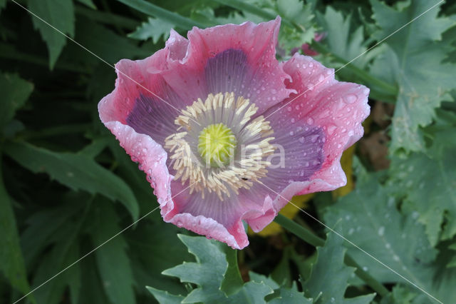 Poppy (Papaver spec)