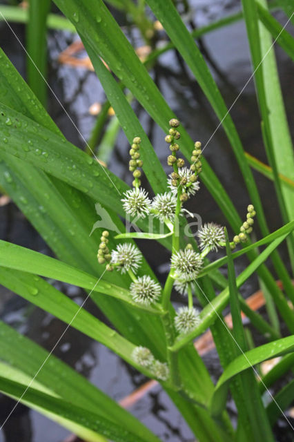 Grote egelskop (Sparganium erectum)