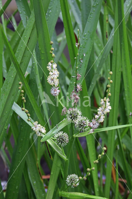 Grote egelskop (Sparganium erectum)
