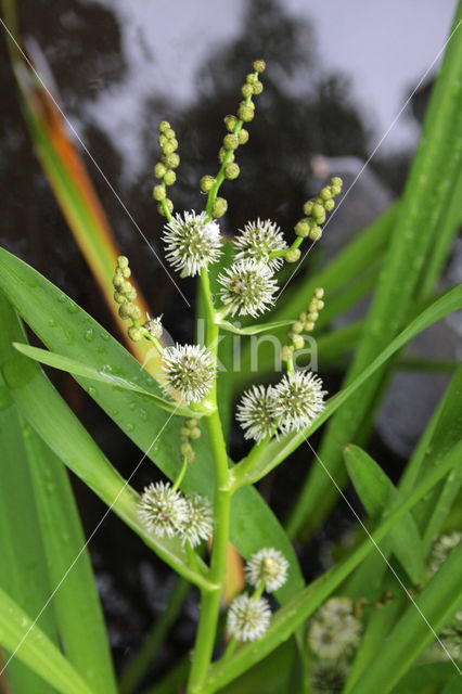 Branched Bur-reed (Sparganium erectum)