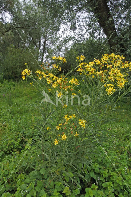 Broad-leaved Ragwort (Senecio fluviatilis)