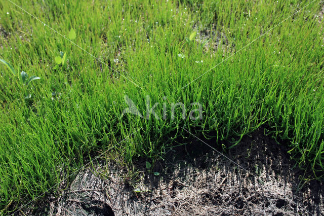 Pillwort (Pilularia globulifera)